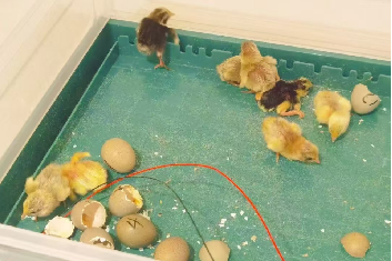 饲养与种植课程
